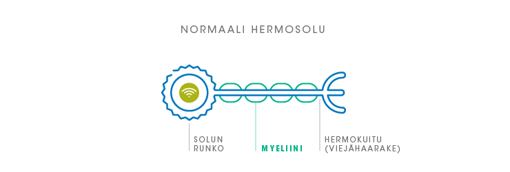myelin